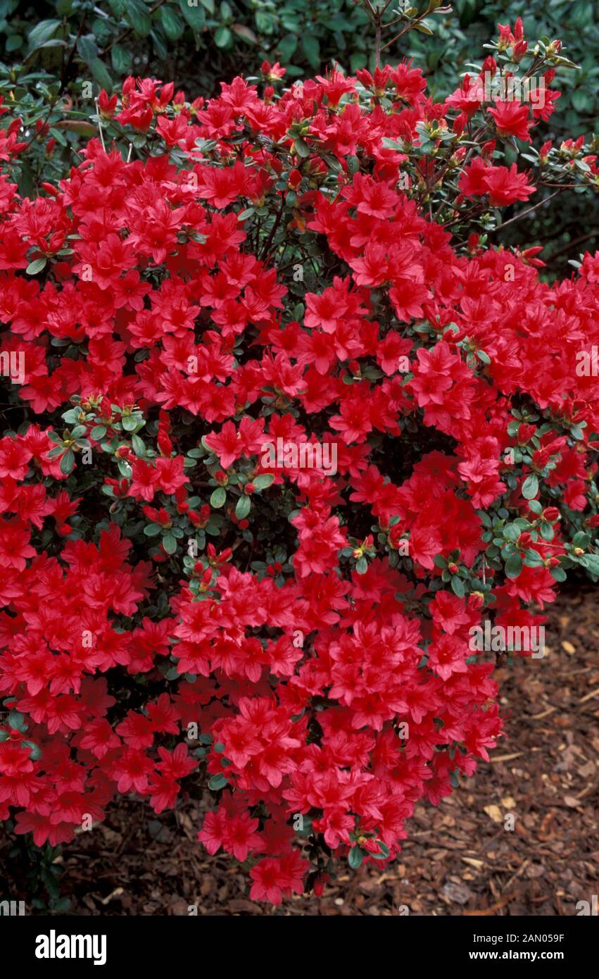 RHODODENDRON HINO CRIMSON   RED  FLOWERS  WHOLE  PLANT Stock Photo