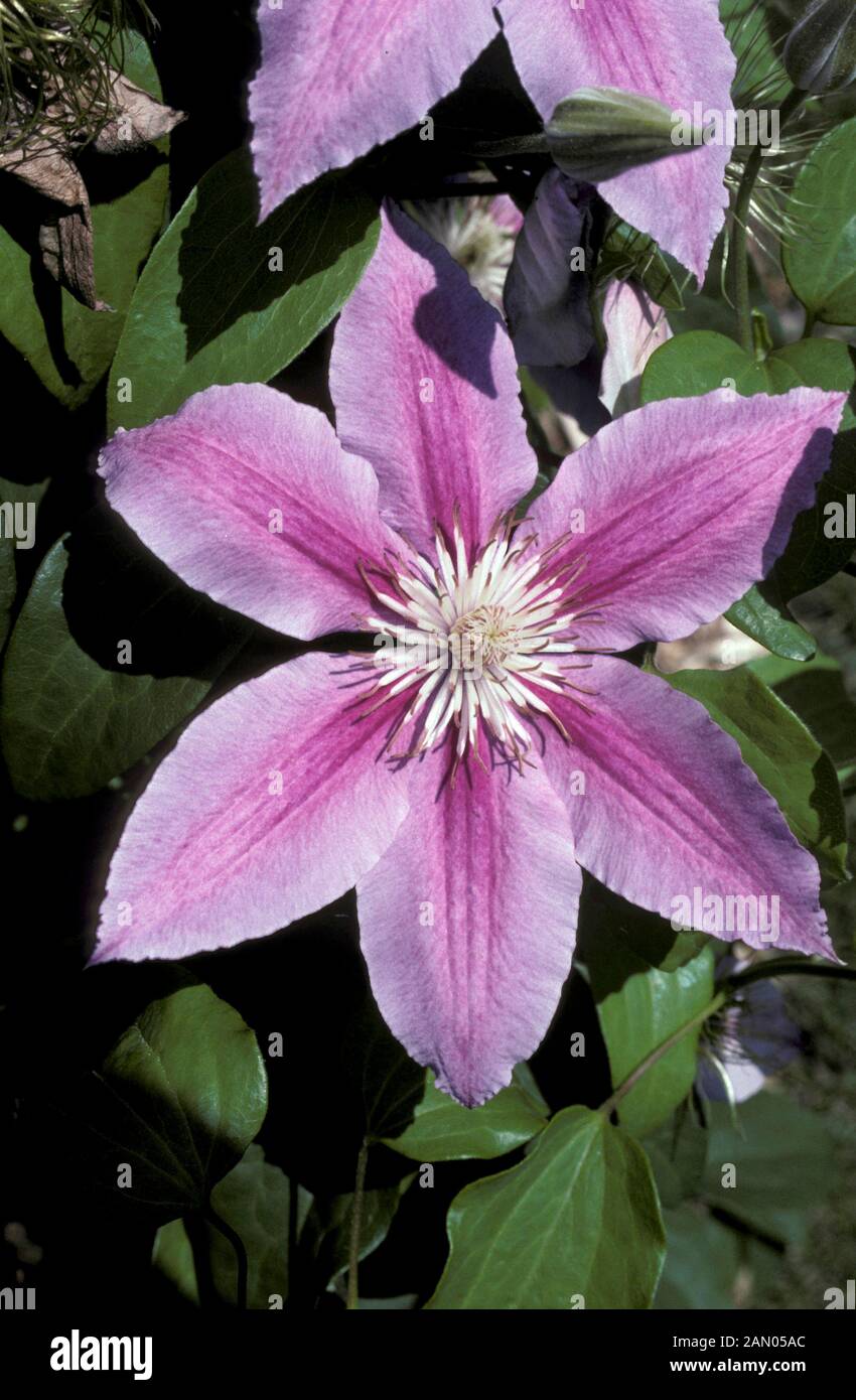 CLEMATIS   DR RUPPEL Stock Photo