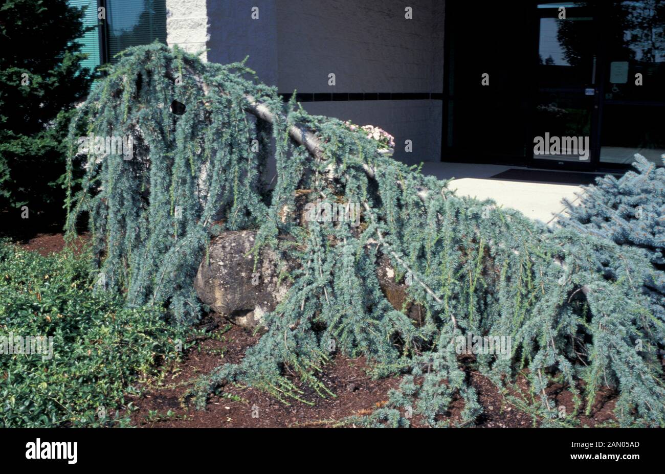 CEDRUS ATLANTICA GLAUCA PENDULA   PINACEAE   WEEPING ATLAS CEDAR   CONIFER   WHOLE TREE Stock Photo