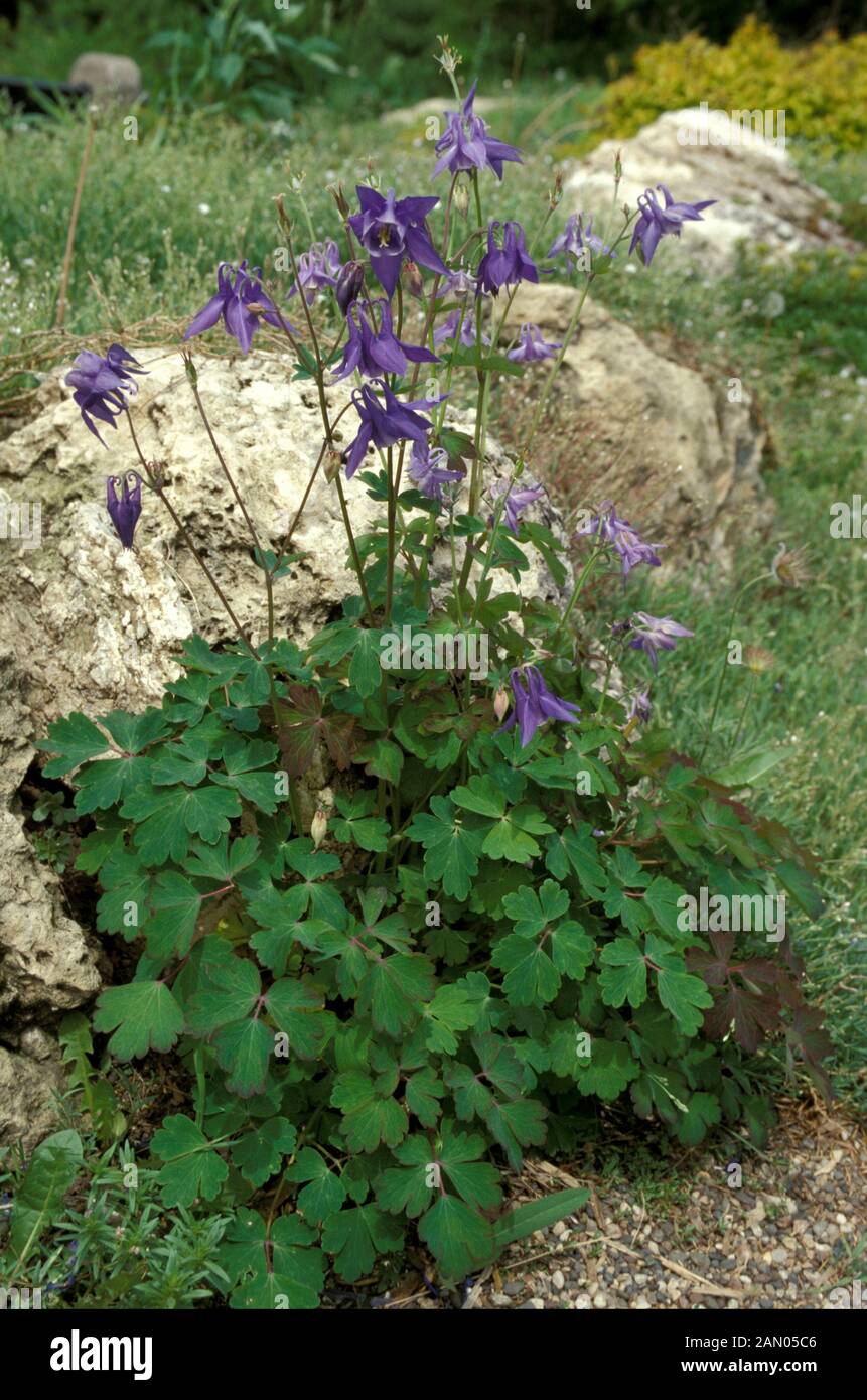 AQUILEGIA ALPINA   PERENNIAL  BLUE  FLOWER  WHOLE  PLANT   LATE SPRING  EARLY SUMMER Stock Photo