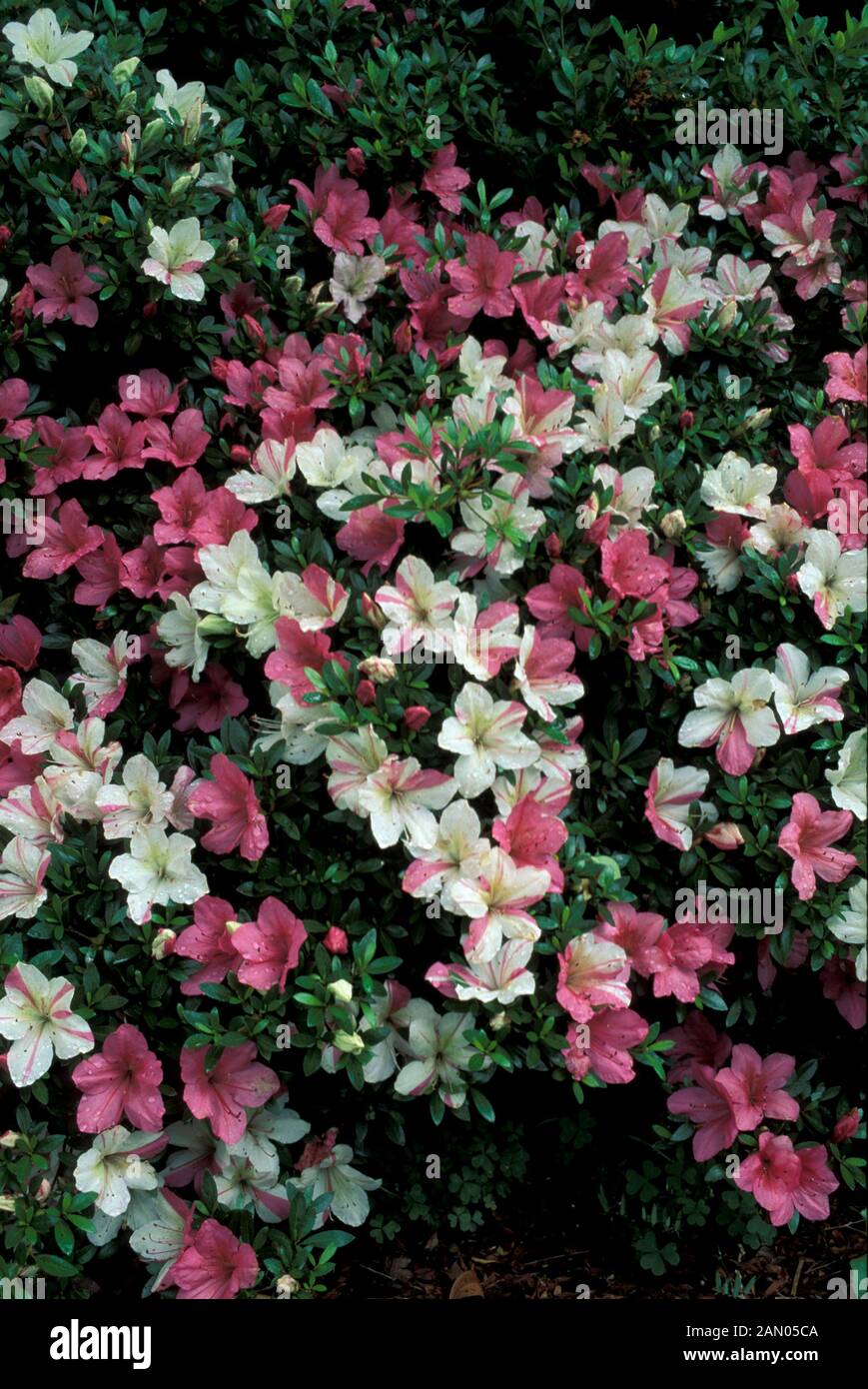 RHODODENDRON FUJI NAMI SATSUKI WHITE PINK FLOWERS WHOLE PLANT Stock Photo -  Alamy