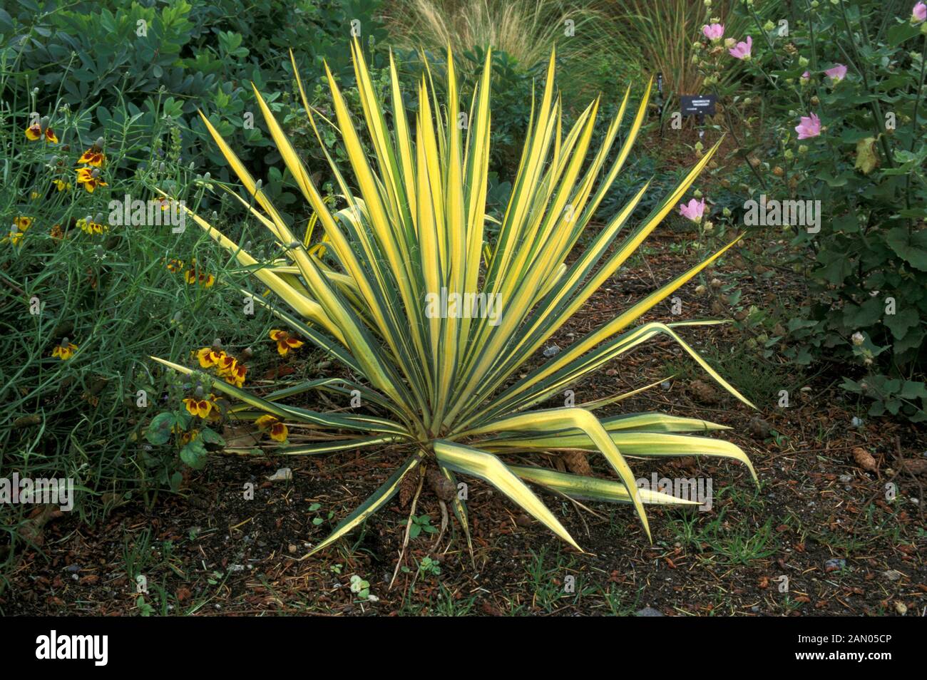 YUCCA FLACCIDA  GOLDEN SWORD   WHOLE  PLANT  YELLOW   LEAVES Stock Photo