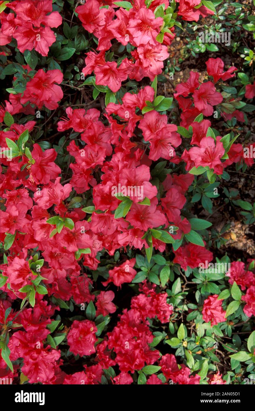 RHODODENDRON VUYK''S SCARLET   RED  FLOWERS  CLOSE UP Stock Photo