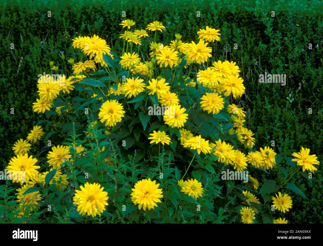 HELIOPSIS HELIANTHOIDES SOMMERSONNE (SUMMER SUN) ABUNDANT FLOWERS AND