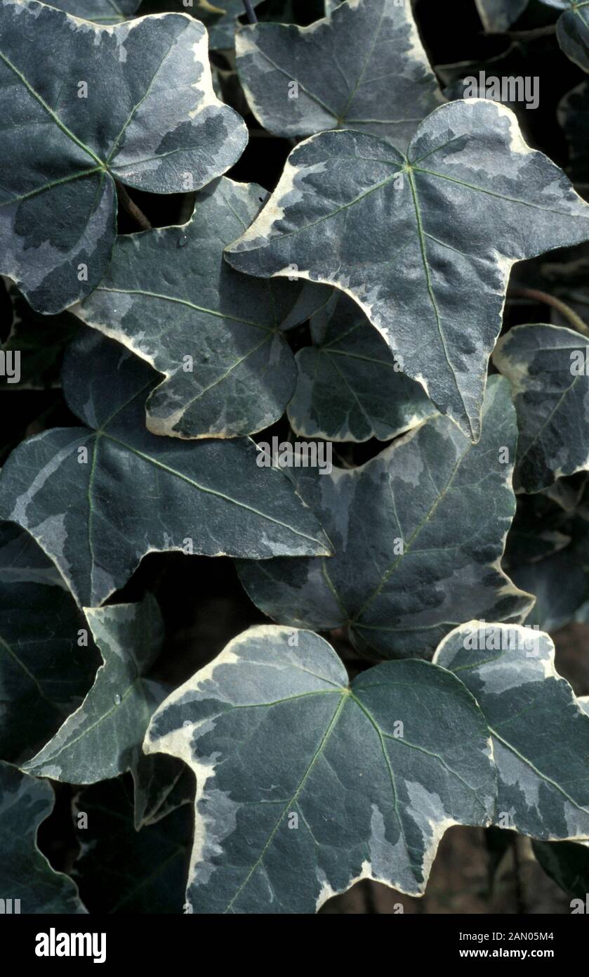 HEDERA HELIX GLACIERENGLISH IVY Stock Photo