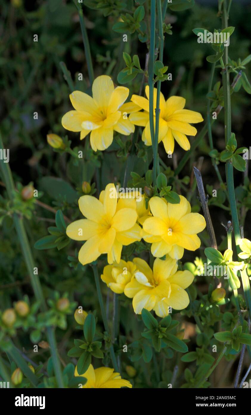 JASMINUM MESNYI SYN JASMINUM PRIMULINUM PRIMROSE JASMINE Stock Photo