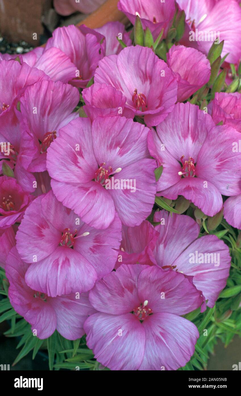 CLARKIA AMOENA GODETIA Stock Photo Alamy