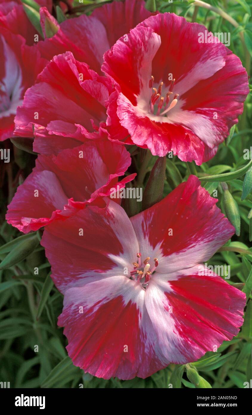 CLARKIA AMOENA GODETIA Stock Photo Alamy