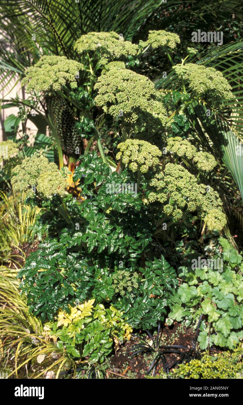 ANGELICA PACHYCARPA GREEN WHITE FLOWER WHOLE PLANT Stock Photo - Alamy