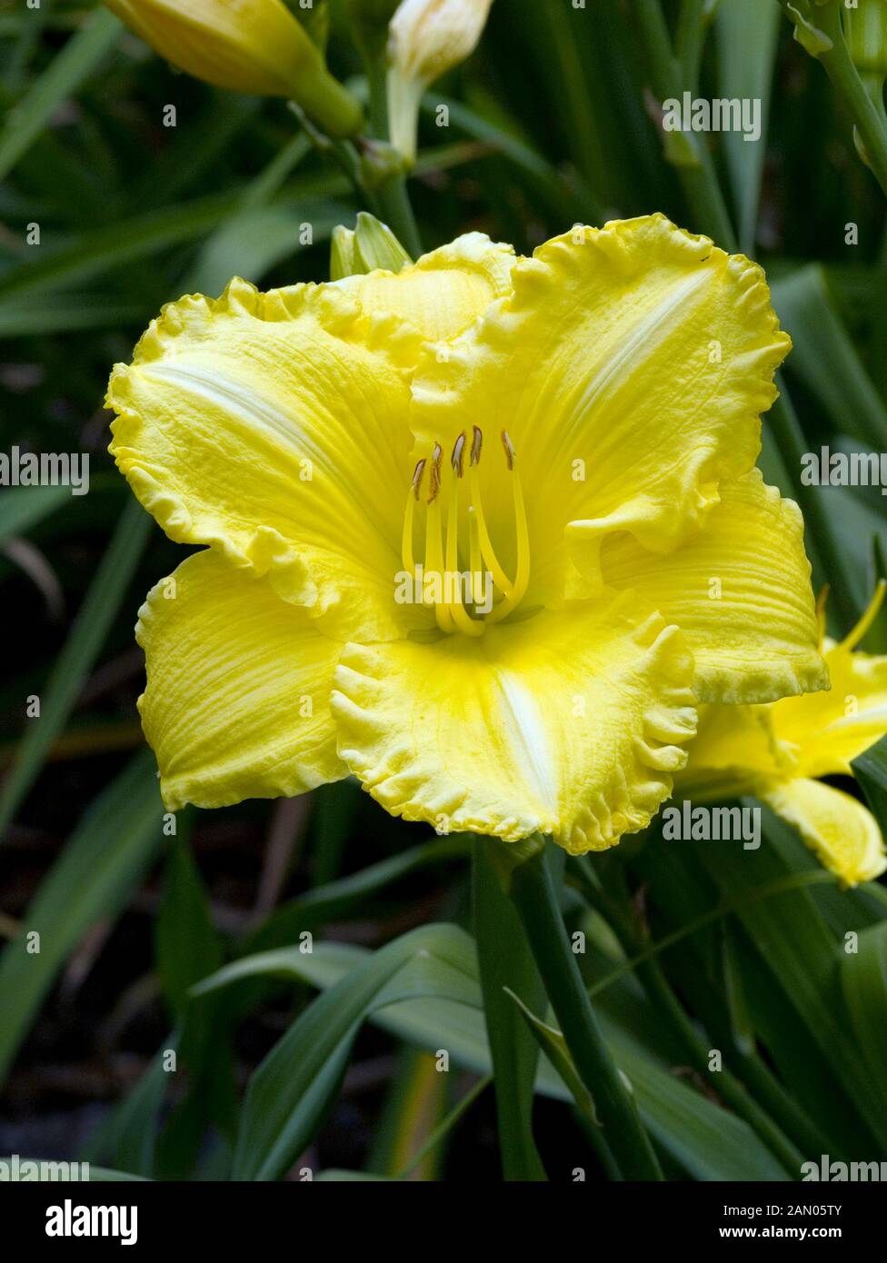 HEMEROCALLIS ISLE OF CAPRI Stock Photo - Alamy