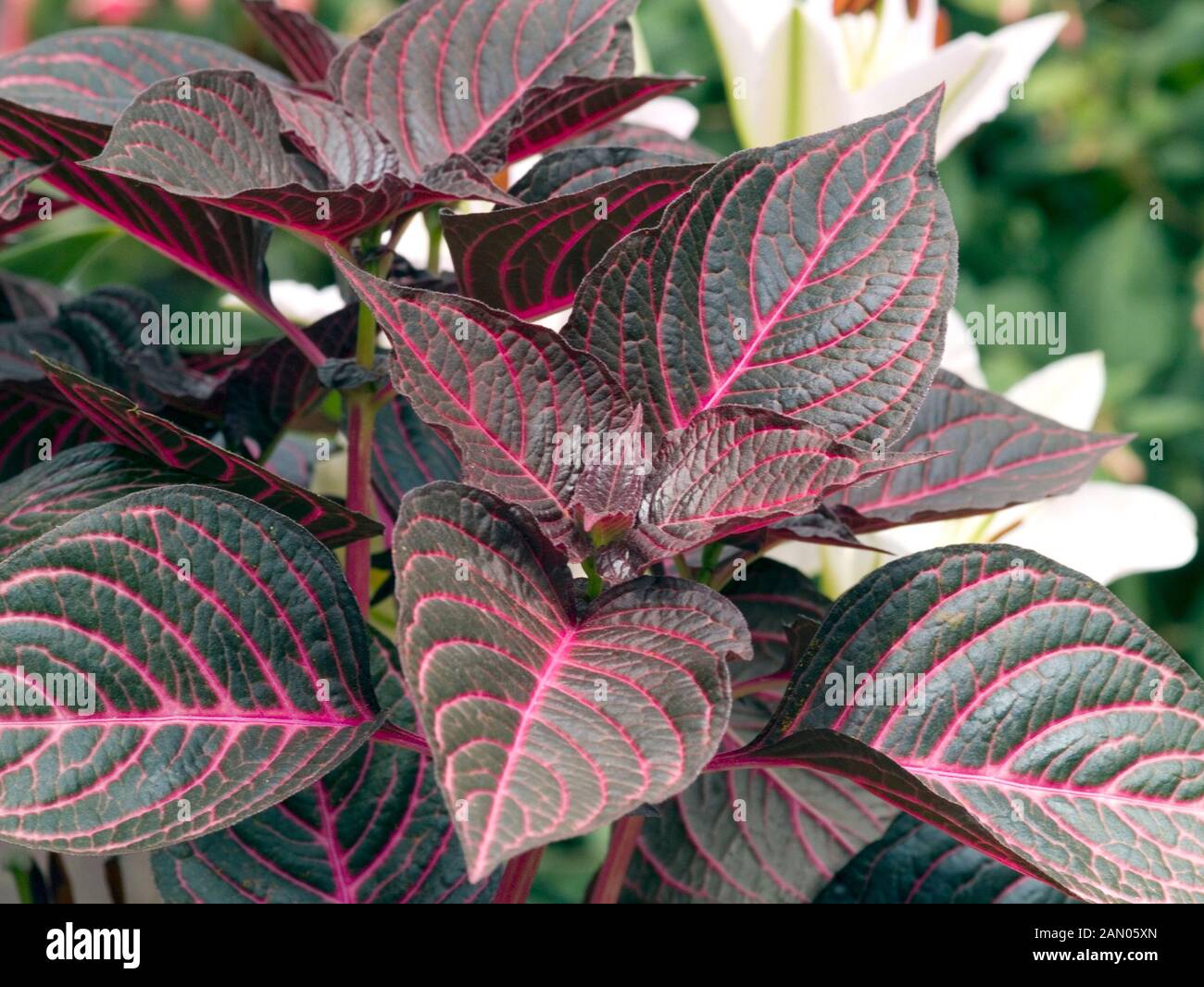 Комнатное растение с бордово-зелеными листьями