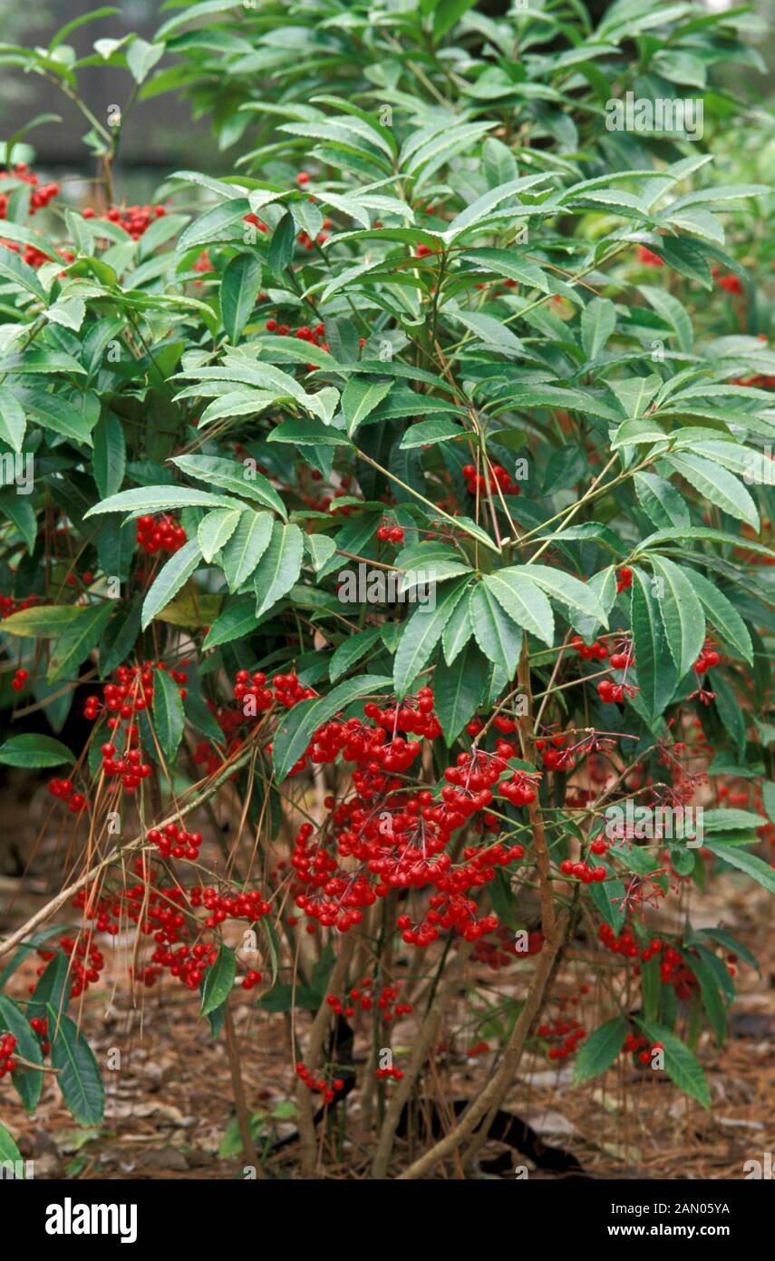 ARDISIA CRENATA   SHRUB  RED  BERRIES  WHOLE  PLANT Stock Photo