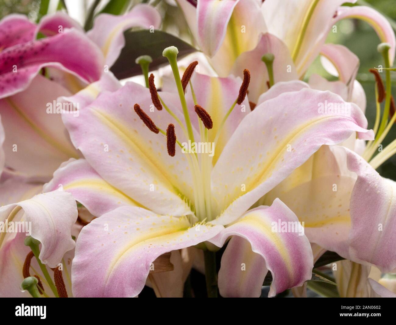 LILIUM TOM POUCE Stock Photo - Alamy