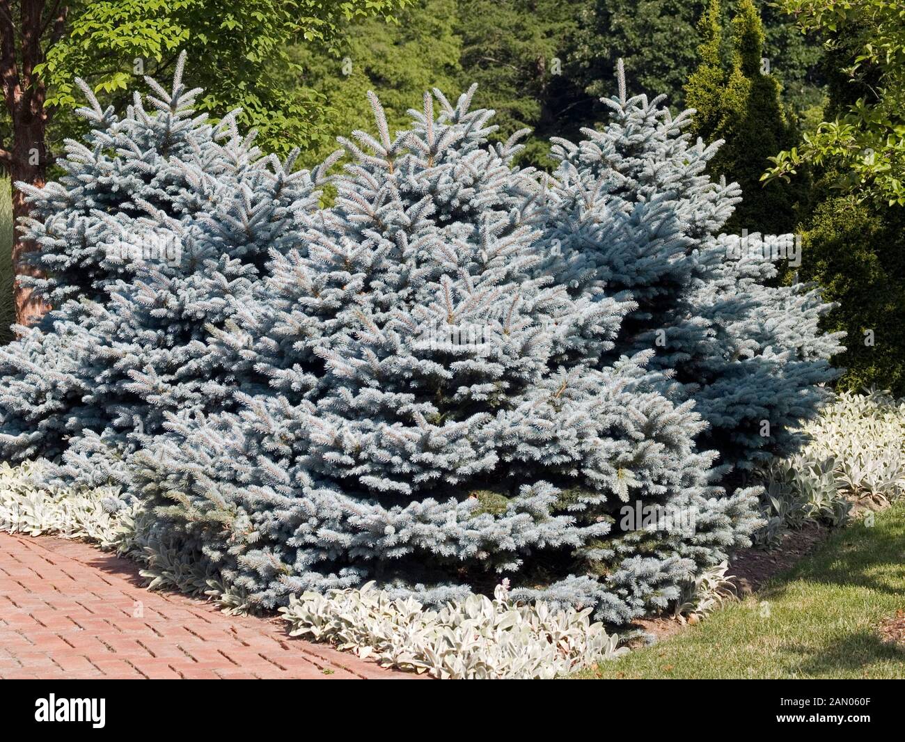 PICEA PUNGENS MONTGOMERY Stock Photo