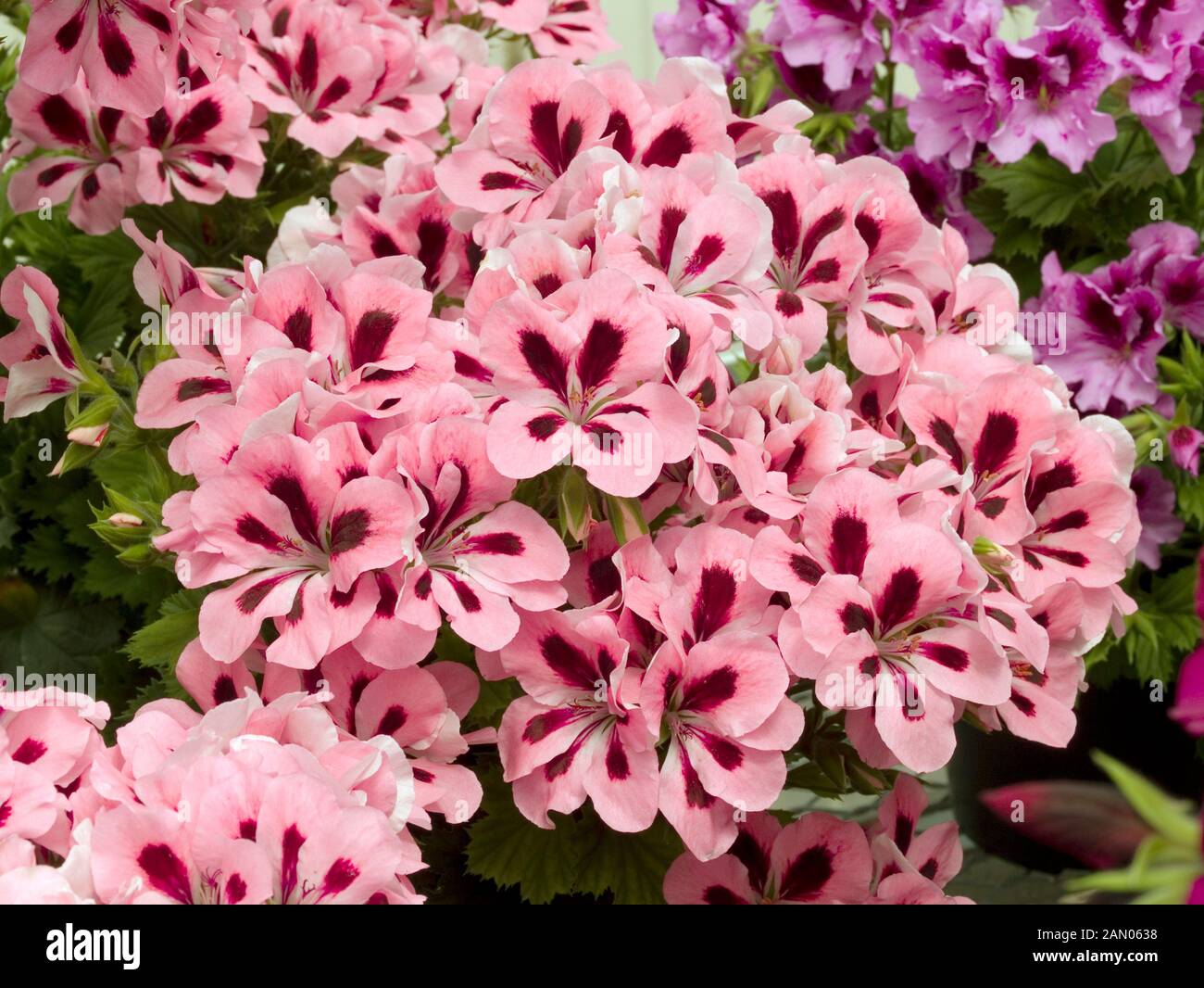 PELARGONIUM REGAL SOLSTICE MID SALMON Stock Photo Alamy