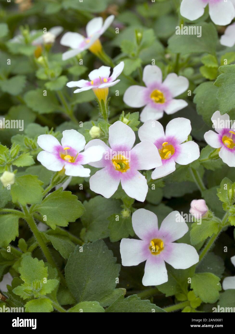 BACOPA SCOPIA GREAT PINK RING Stock Photo