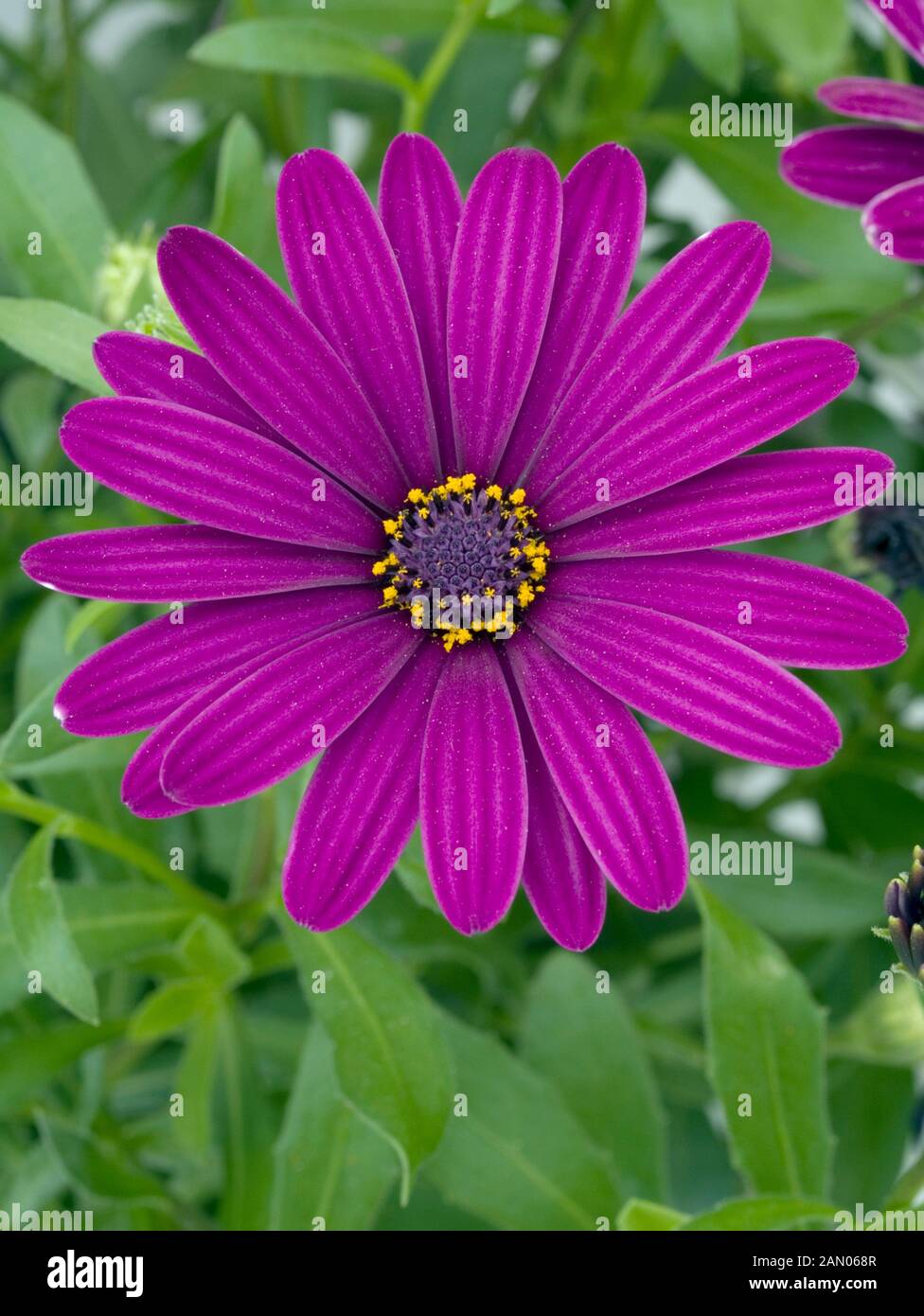 OSTEOSPERMUM OSTICA DARK PURPLE Stock Photo - Alamy