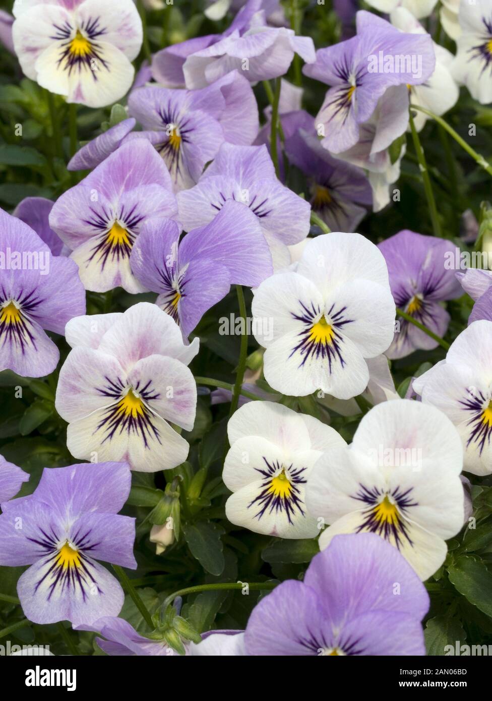 VIOLA WILLIAMSII YES COCONUT FROST Stock Photo