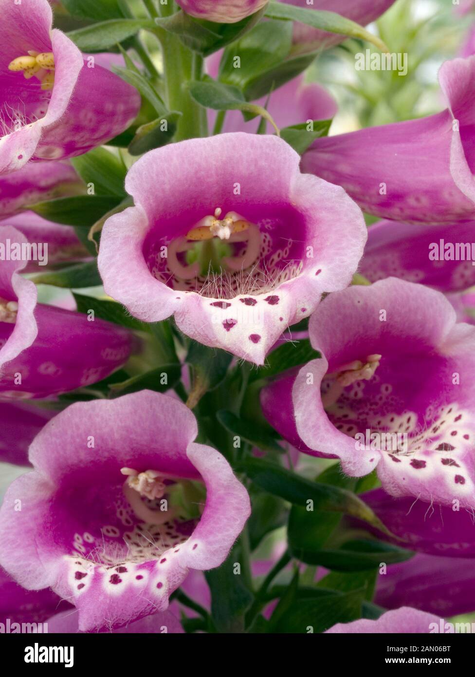 Digitalis camelot rose hires stock photography and images Alamy
