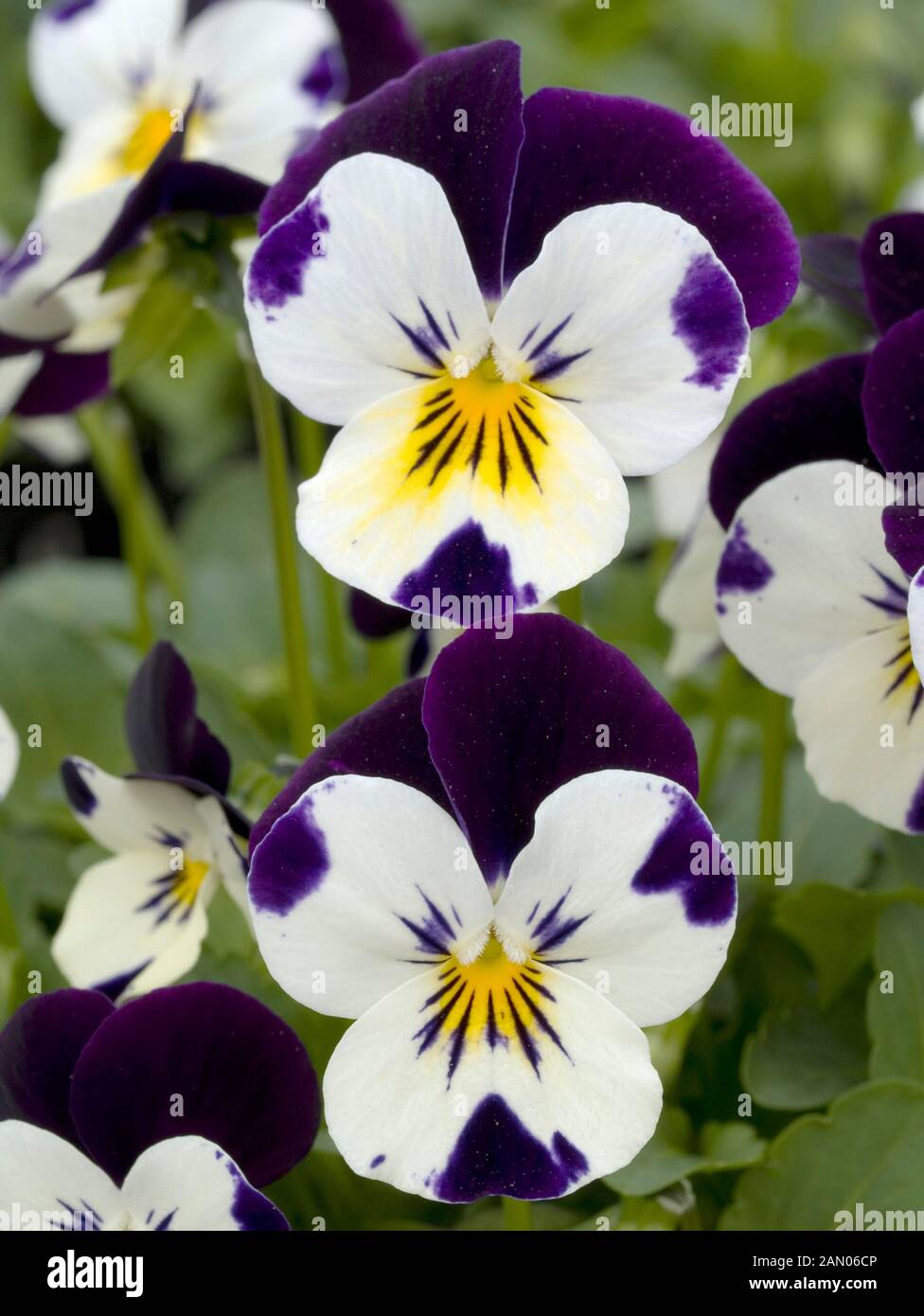 VIOLA PENNY WHITE JUMP UP Stock Photo