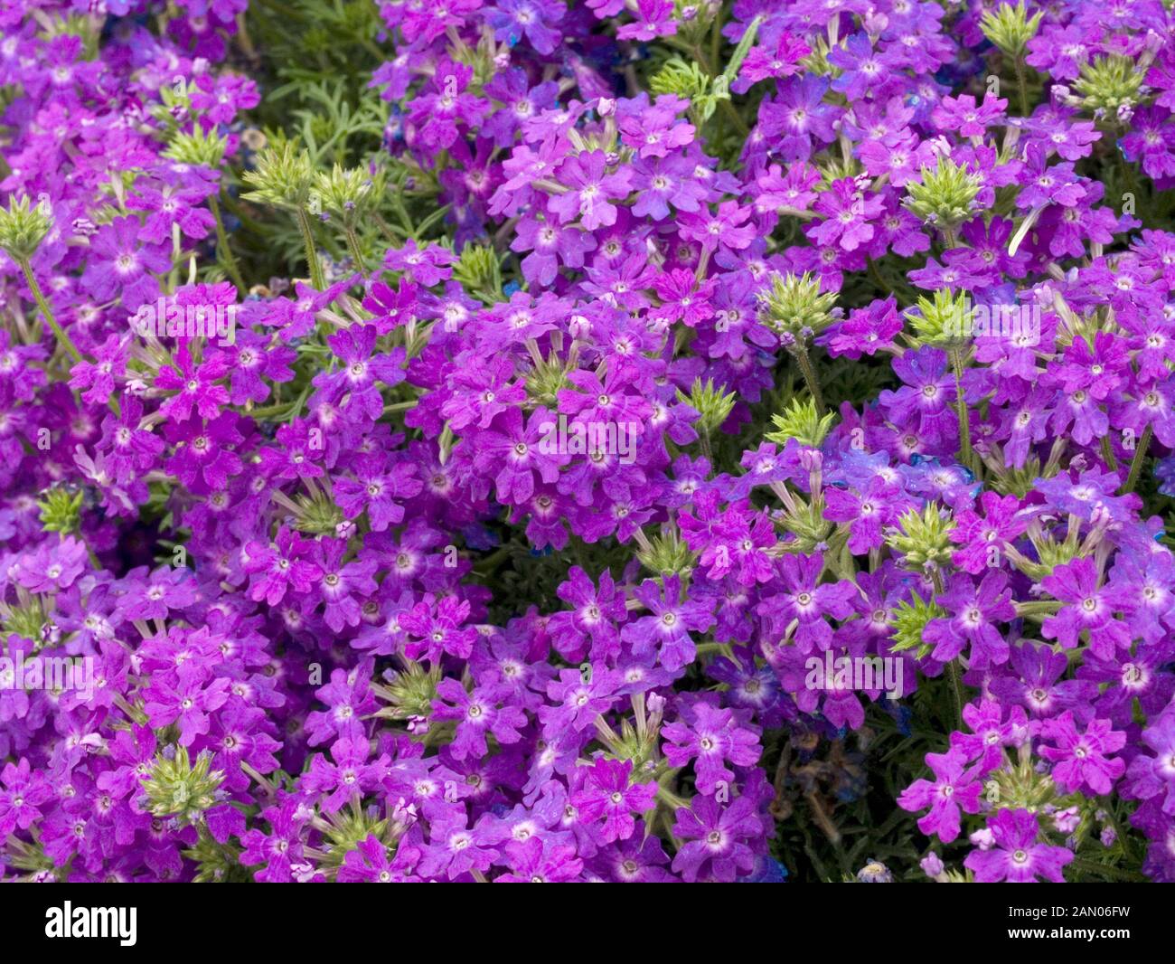 VERBENA TAPIEN BLUE VIOLET Stock Photo Alamy