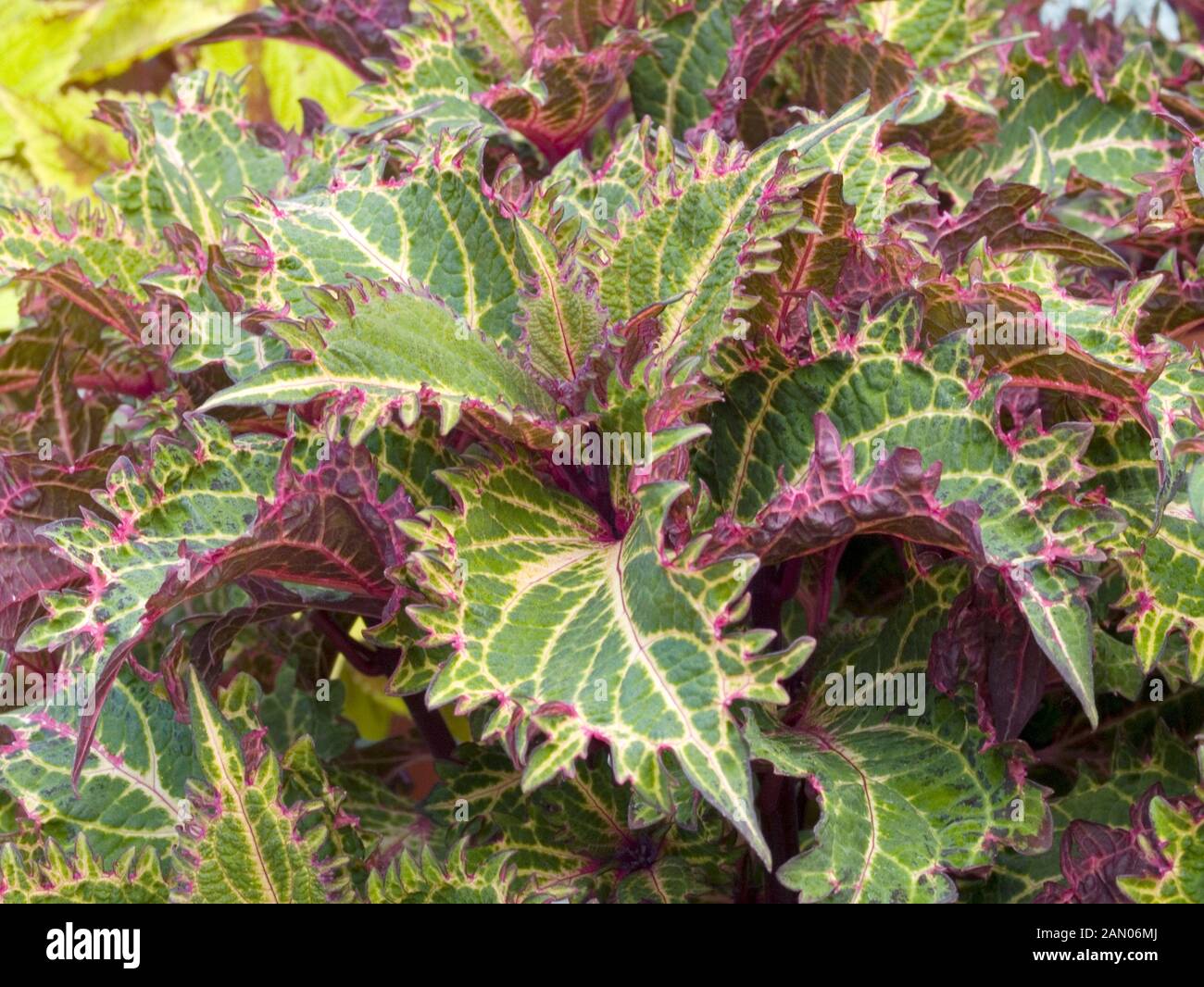COLEUS PETERS WONDER Stock Photo Alamy