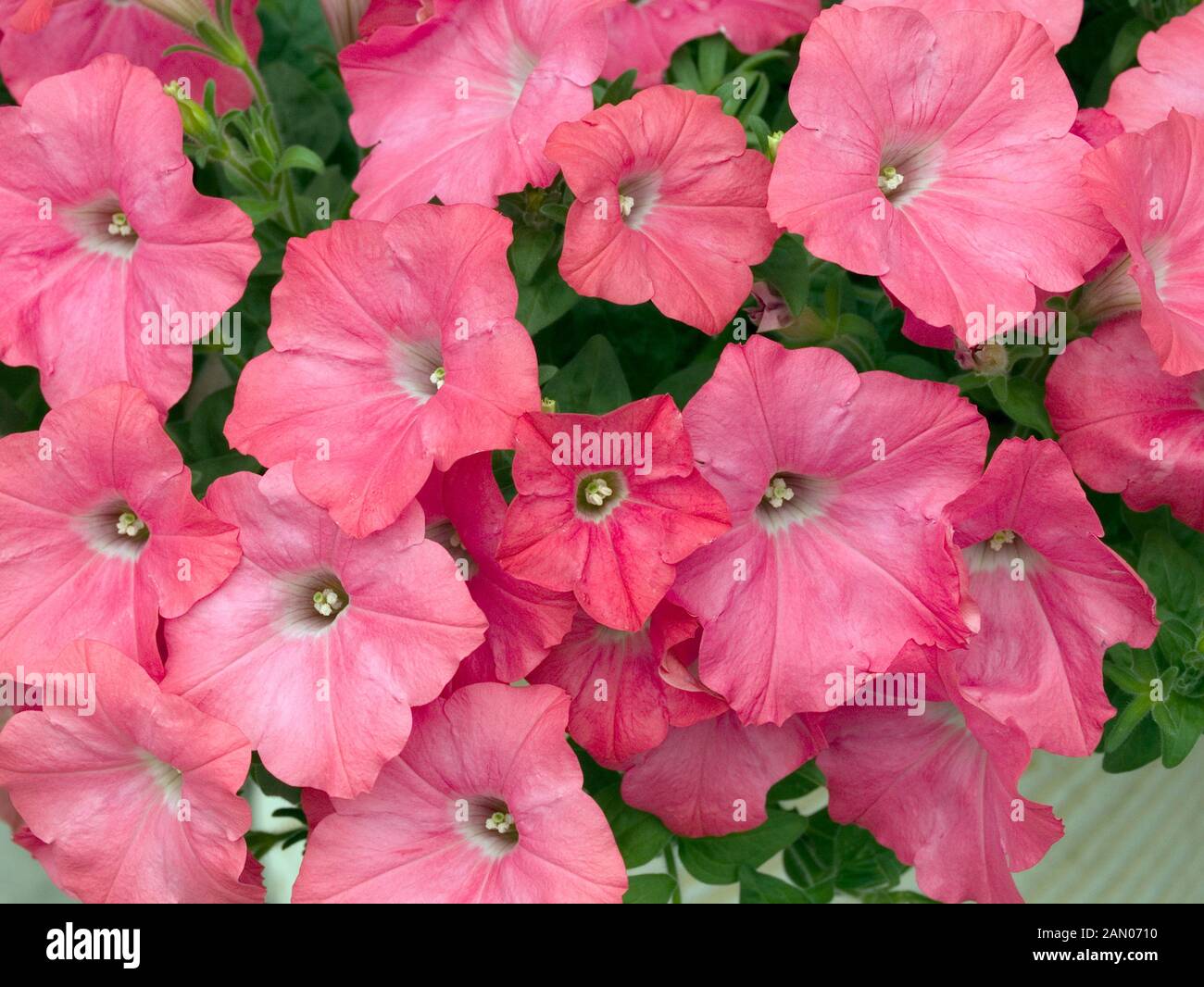 PETUNIA EASY WAVE CORAL REEF Stock Photo Alamy
