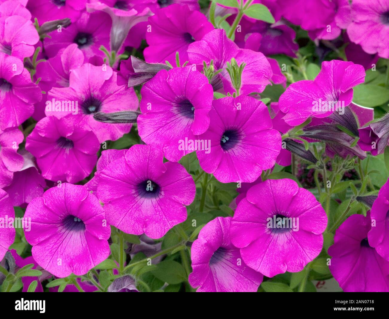 PETUNIA SHOCK WAVE PURPLE Stock Photo Alamy