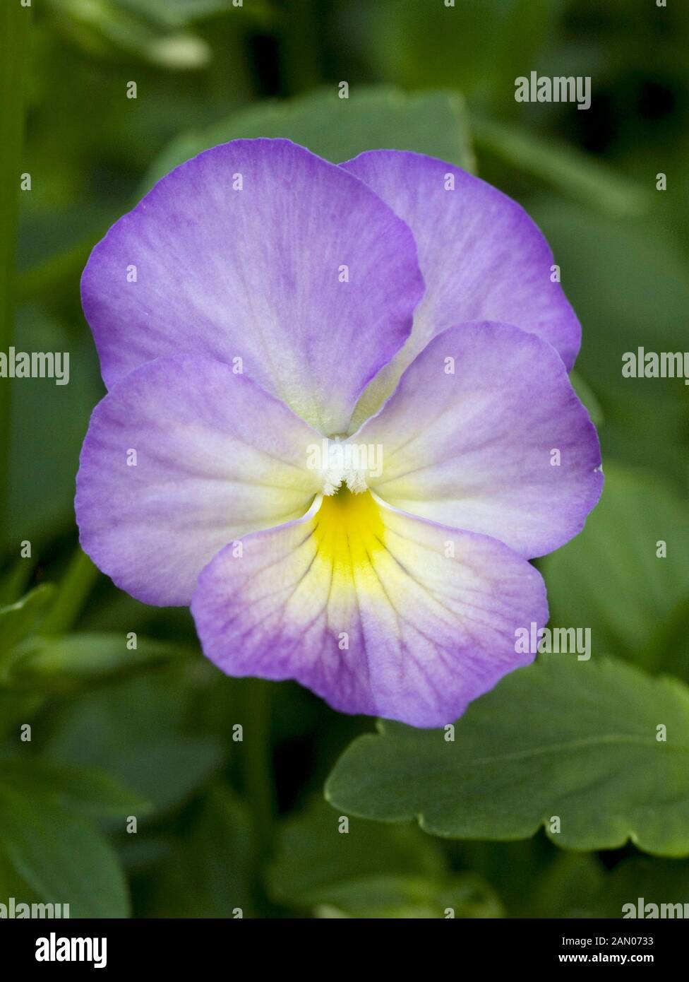 Starry night flower hires stock photography and images Alamy