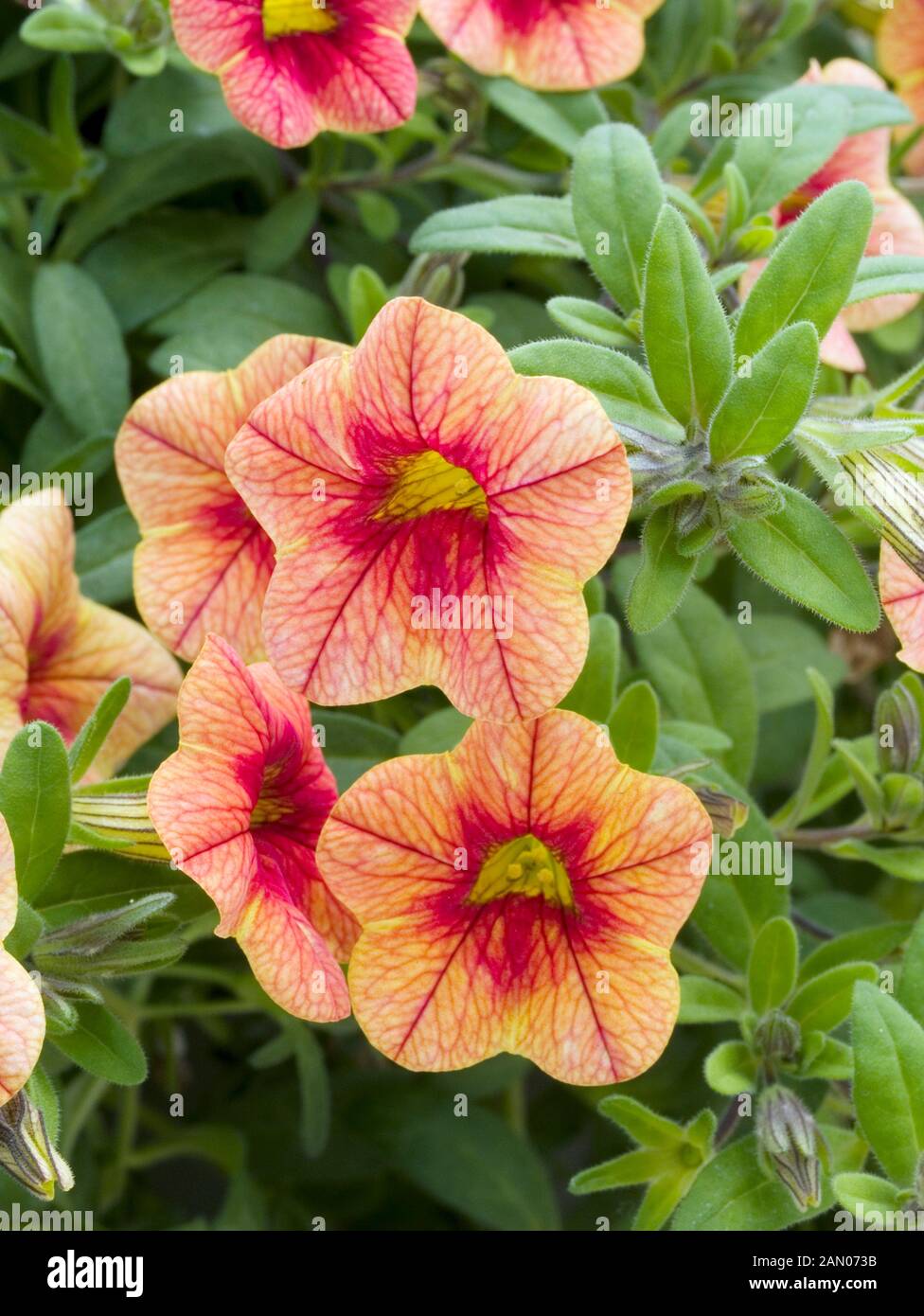CALIBRACHOA COLORBURST CATS EYE CALICO Stock Photo Alamy