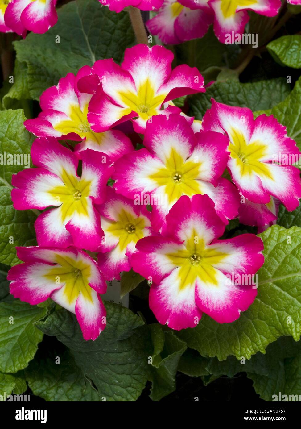 Bicolor primrose hires stock photography and images Alamy