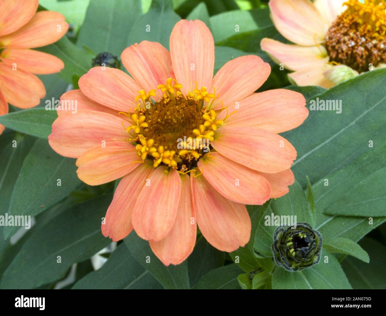 ZINNIA 'PROFUSION APRICOT' Stock Photo Alamy