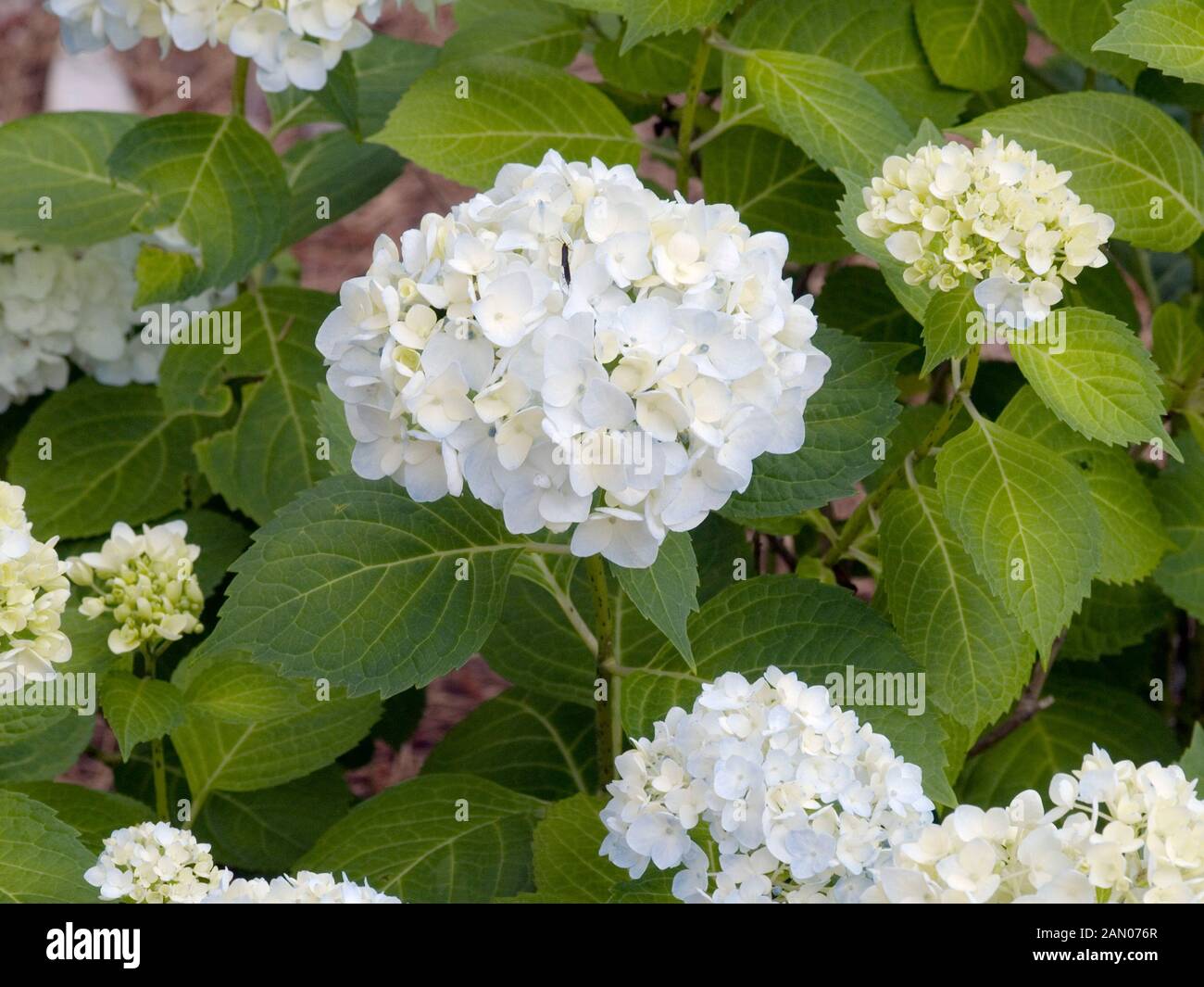 Hydrangea macrophylla blushing bride hires stock photography and