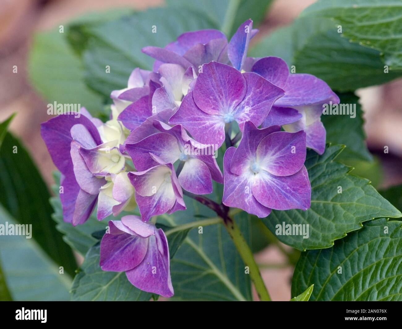 HYDRANGEA MACROPHYLLA 'GLOWING EMBERS' Stock Photo Alamy