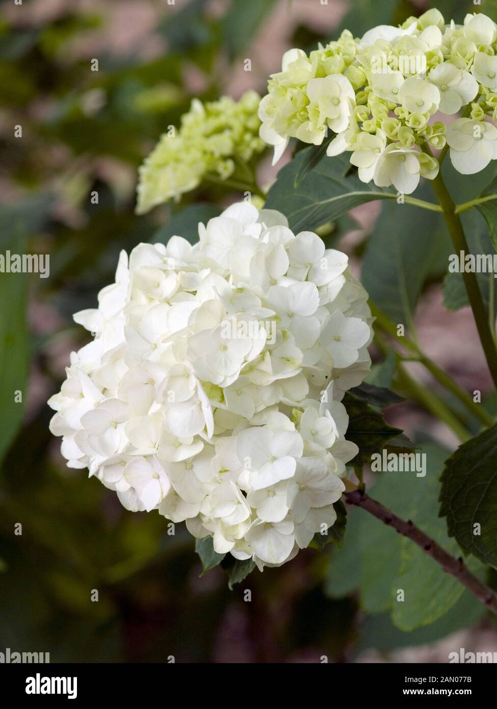 Three Dogs In A Garden The New Dwarf Hydrangeas