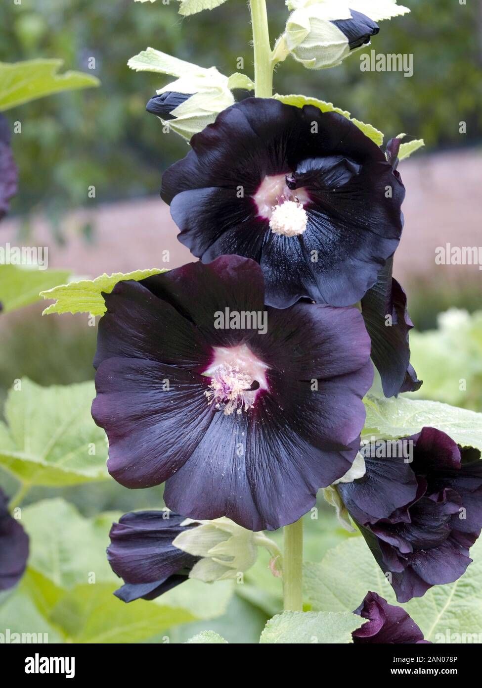 ALCEA ROSEA 'BLACK' Stock Photo