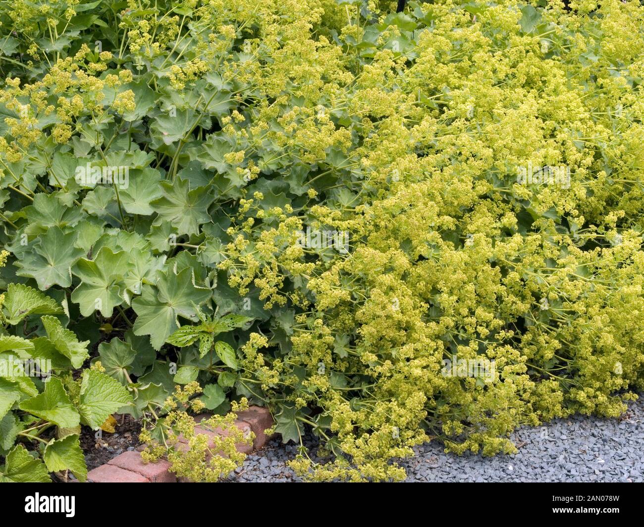 ALCHEMILLA MOLLIS AUSLESE Stock Photo