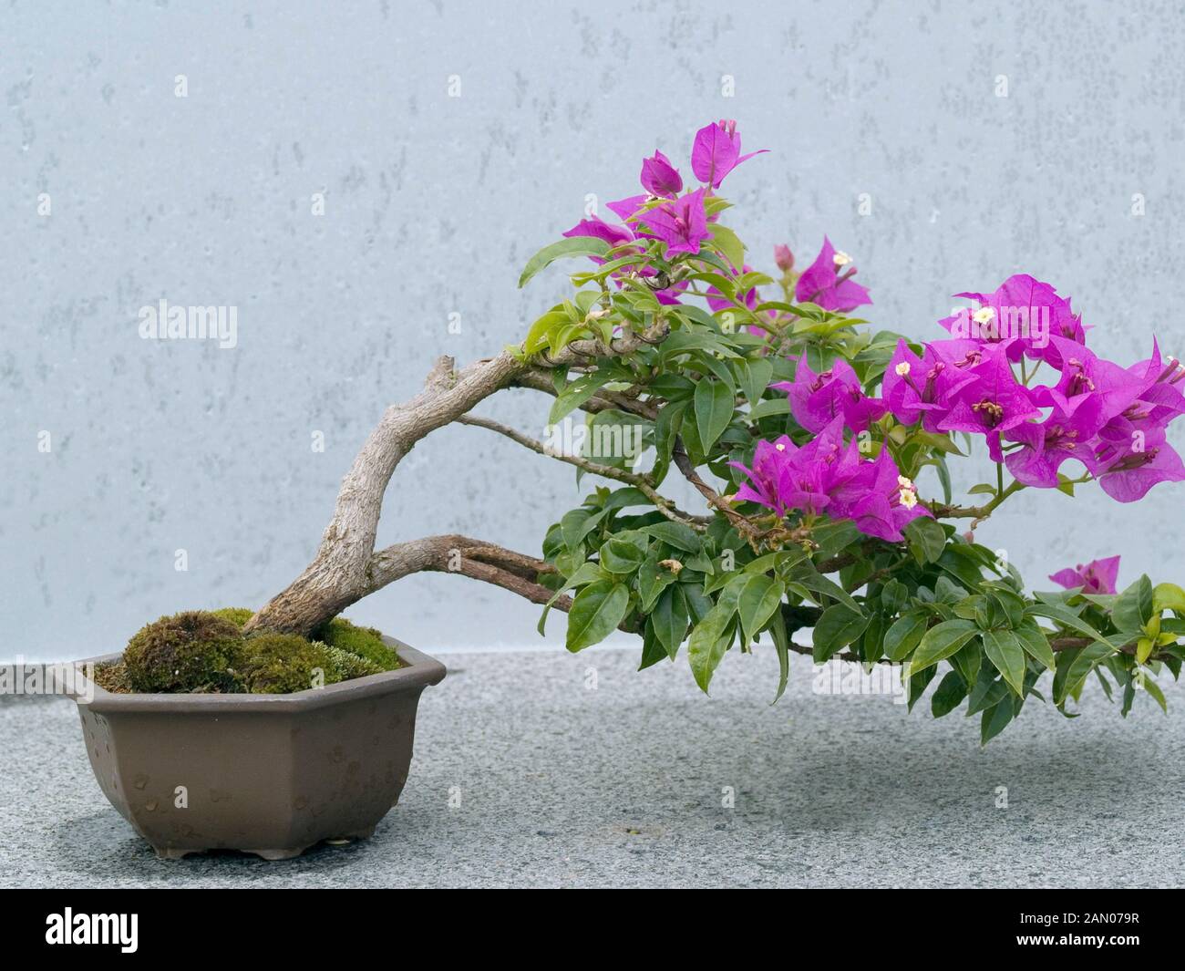 Miniture Bonsai Bougainvillea For Sale