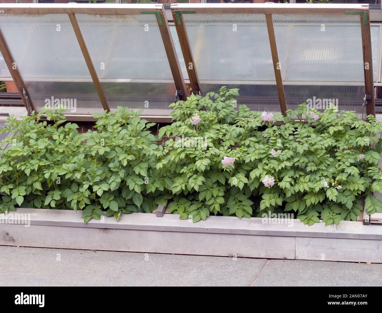 COLD FRAME WITH POTATOES Stock Photo
