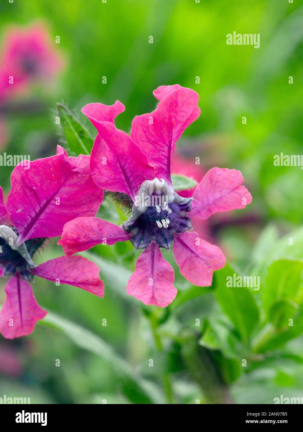 CUPHEA LLAVEA FLAMENCO TANGO Stock Photo - Alamy