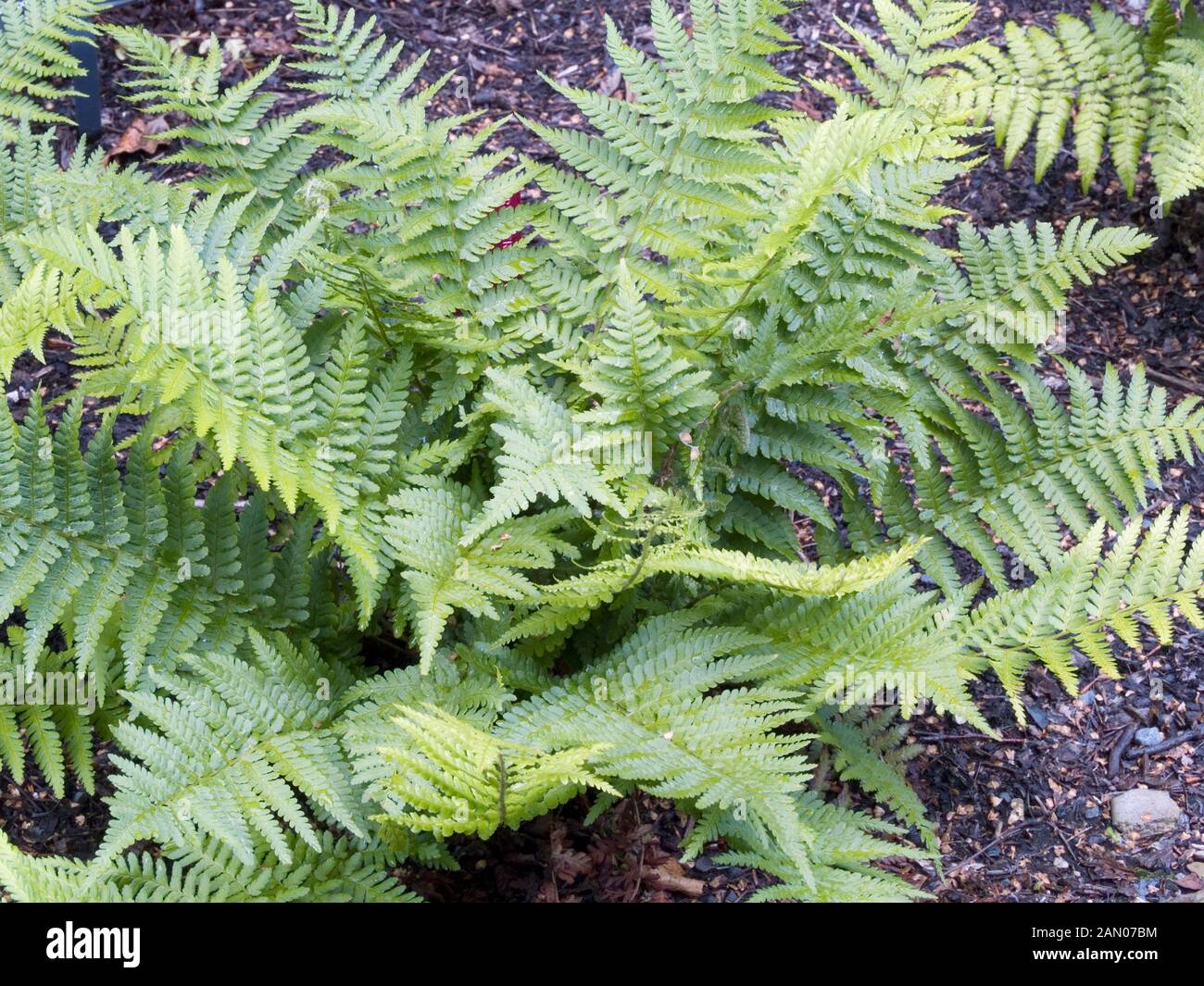 DRYOPTERIS COMPLEXA ROBUST MALE FERN Stock Photo Alamy