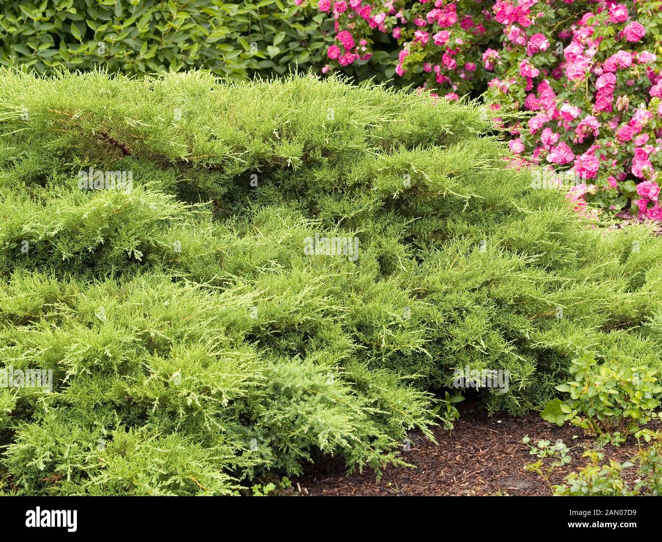 JUNIPERUS CHINENSIS 'KALLAY COMPACT' Stock Photo - Alamy