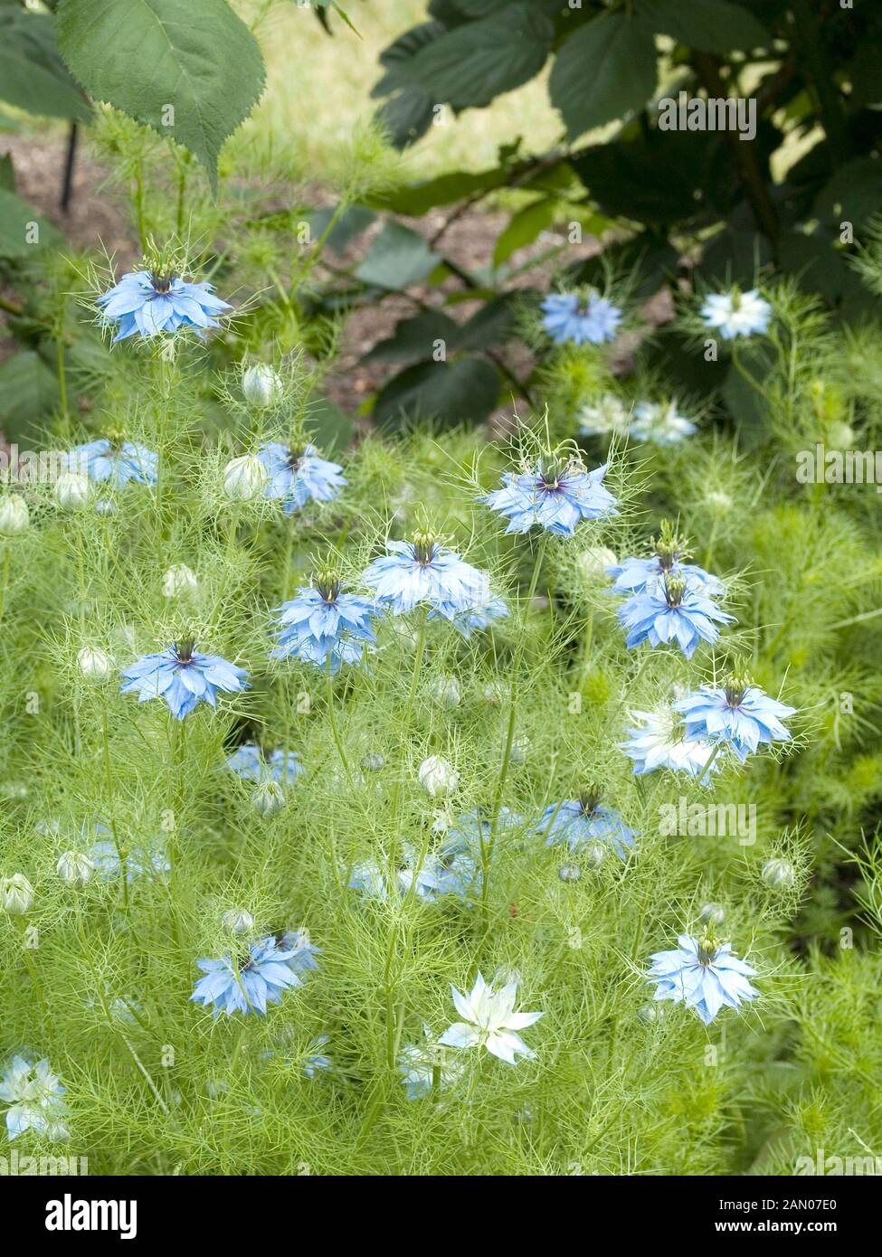 Nigella Damascena Oxford Blue Stock Photo Alamy Nigella Damascena Oxford Blue Stock Photo Alamy