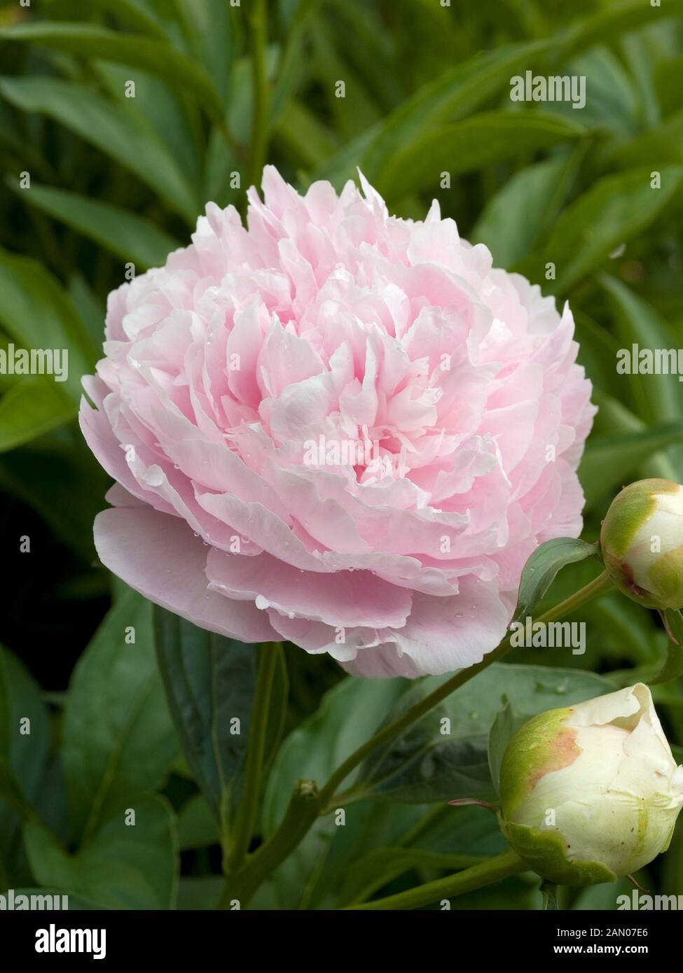 PAEONIA 'DRESDEN PINK' Stock Photo