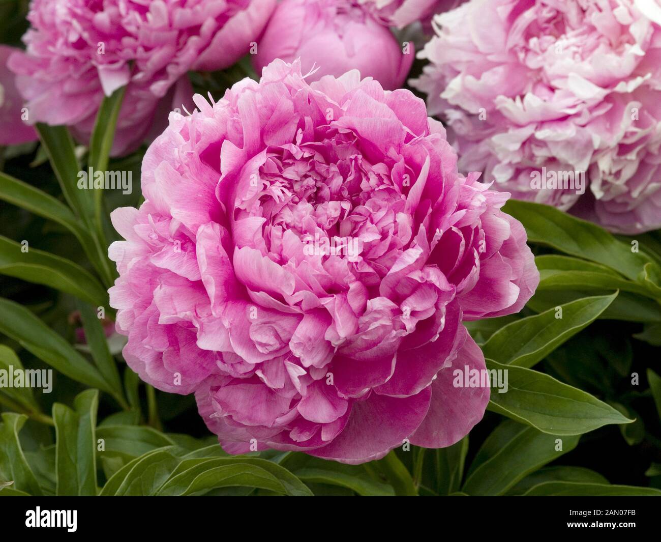 PAEONIA ‘GLORY HALLELUJAH’ Stock Photo - Alamy