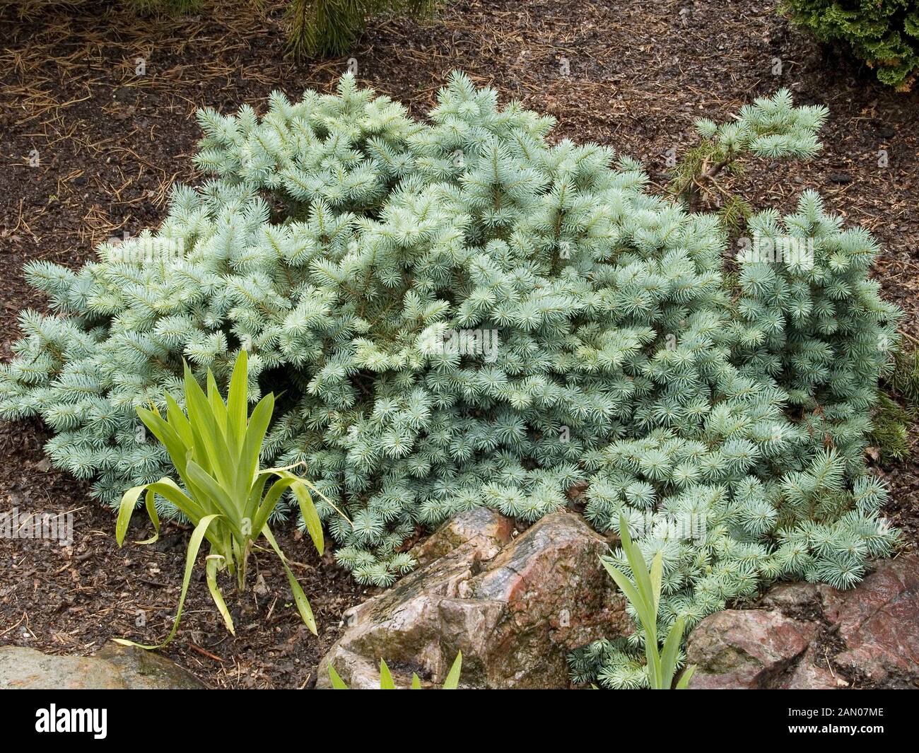 PICEA PUNGENS 'ST. MARY'S BROOM' Stock Photo