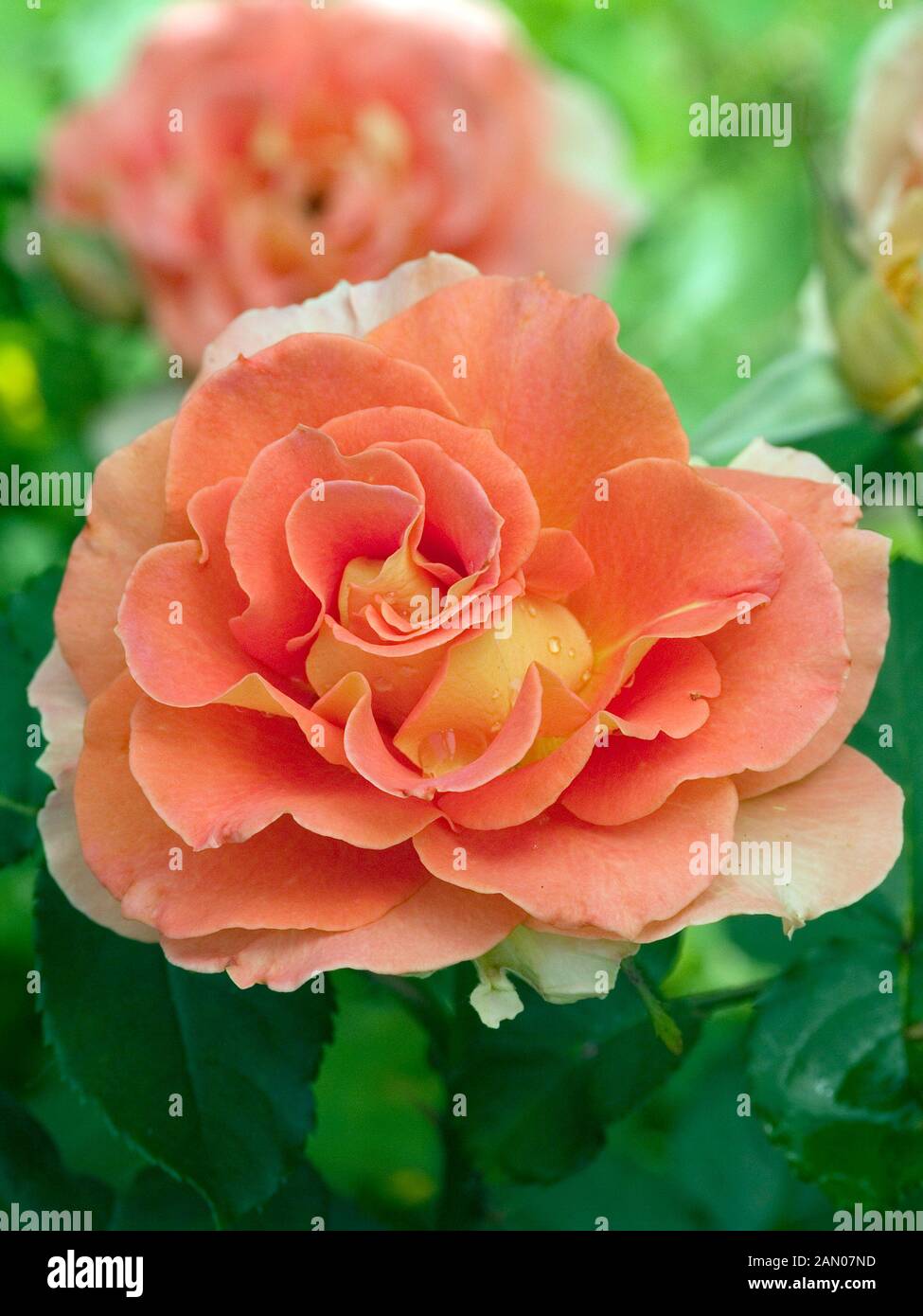 Brass band rose hi-res stock photography and images - Alamy