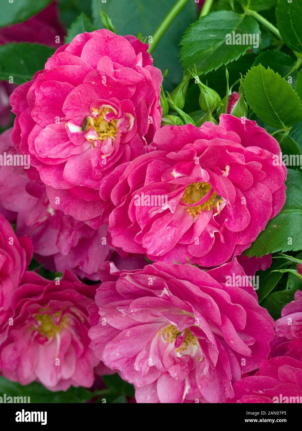 ROSA 'JOHN CABOT' Stock Photo