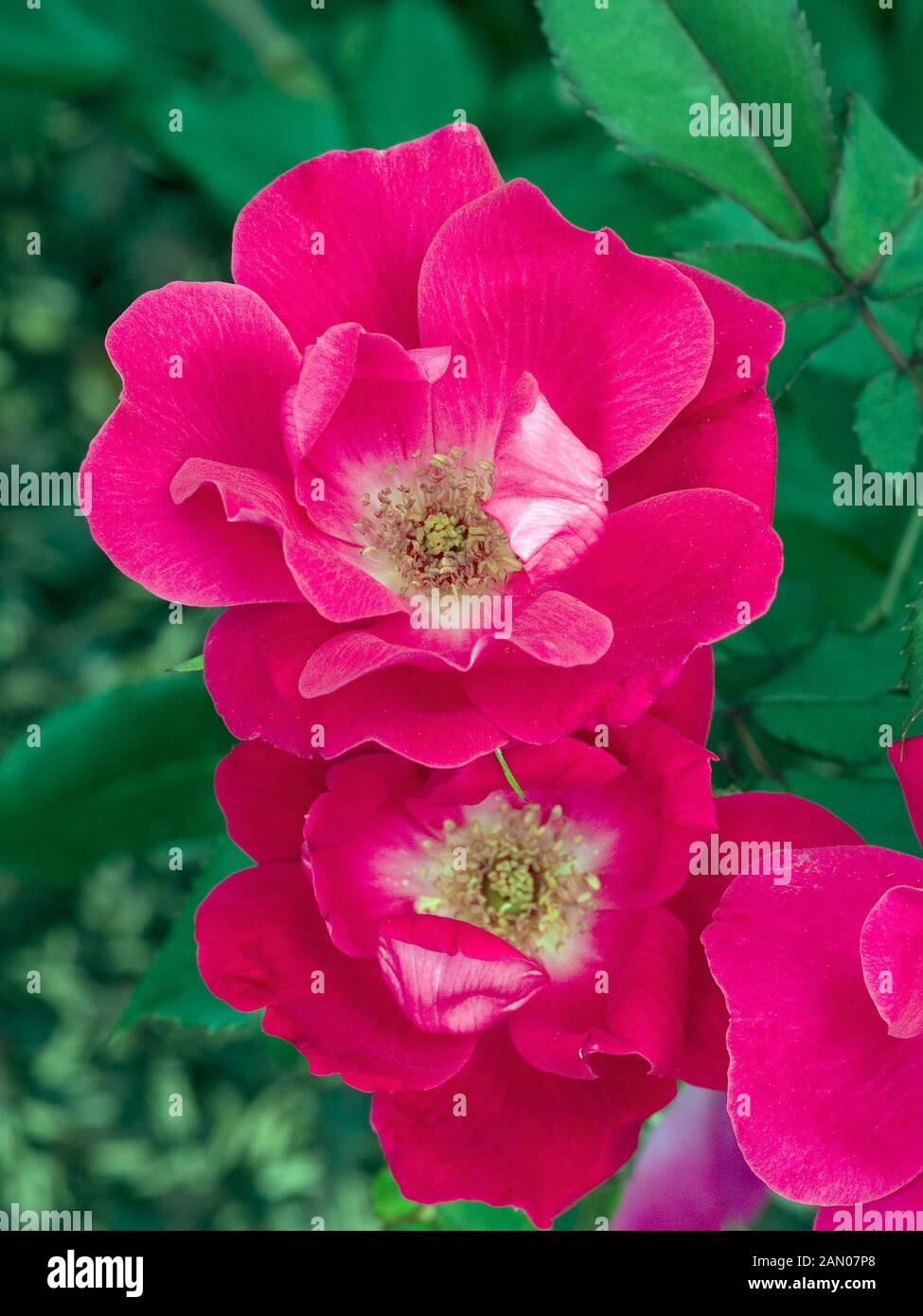 ROSA 'KNOCK OUT' Stock Photo