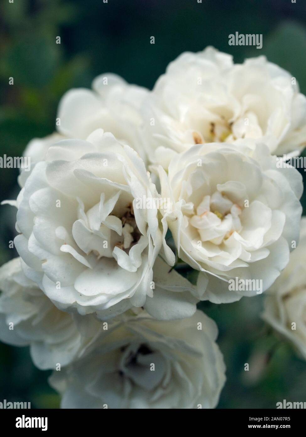 Rosa white fairy miniature hi-res stock photography and images - Alamy